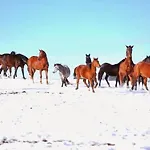 Pony Hof * هيليغنسشفيندي